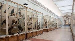 Naturéum - département de zoologie – Bild 2