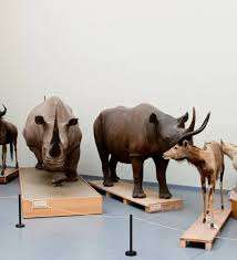 Naturéum - département de zoologie – Bild 4