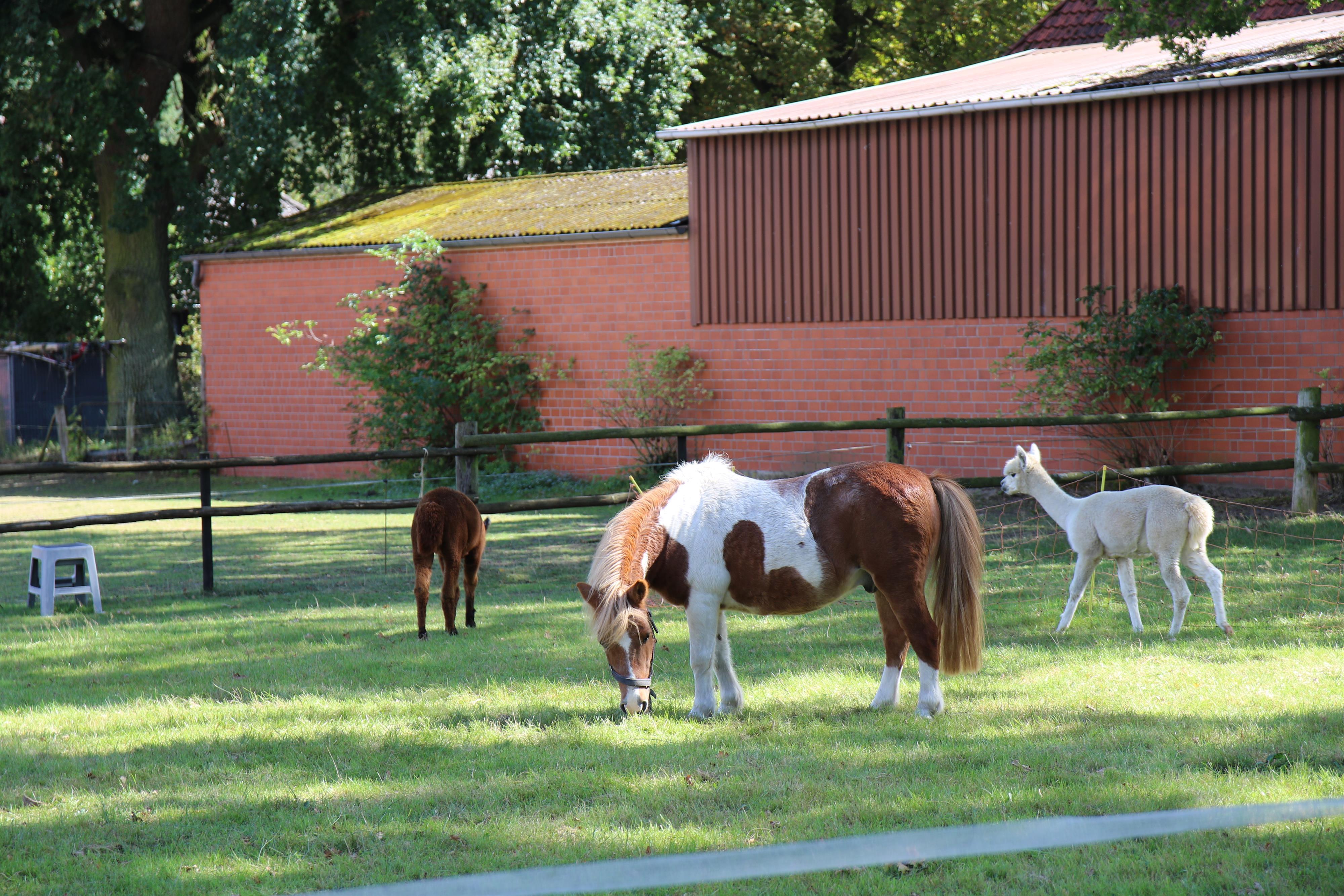 Ferienhof Struckmann – Bild 2