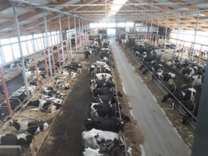 Agrargenossenschaft Kauern e.G. – Bild 2