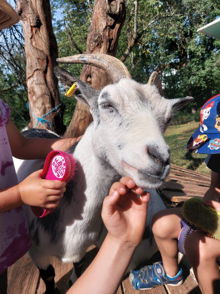 Das Ziegenstückle – Bild 3