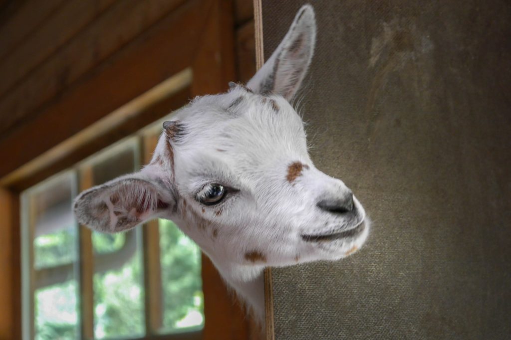 Das Ziegenstückle – Bild 4