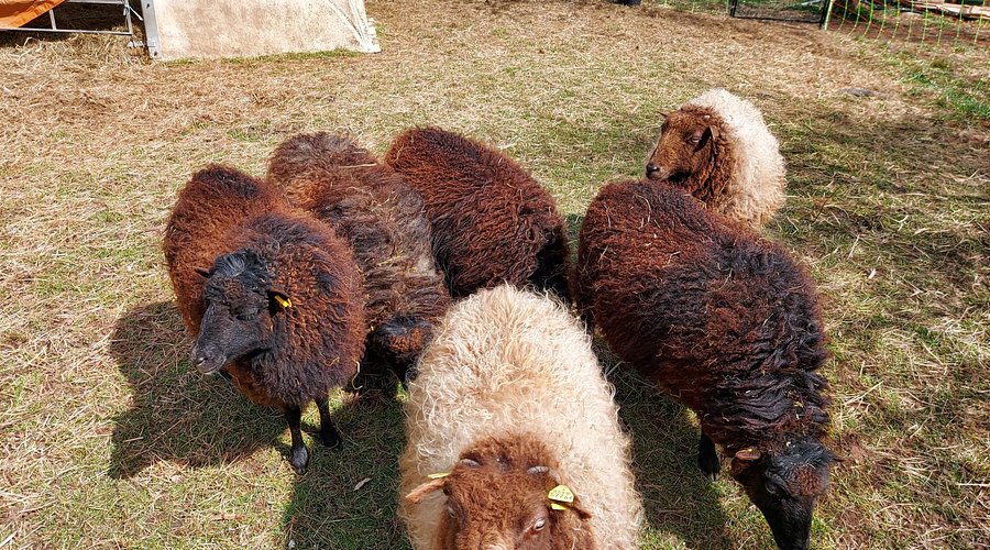 Das Ziegenstückle – Bild 5