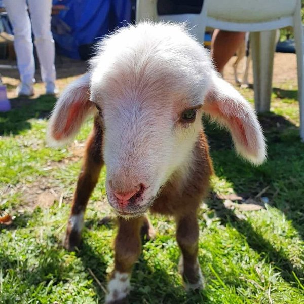 Das Ziegenstückle – Bild 6