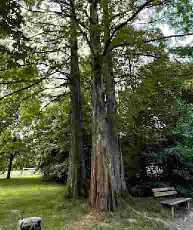 Stieghorster Park am Freizeitzentrum – Bild 3