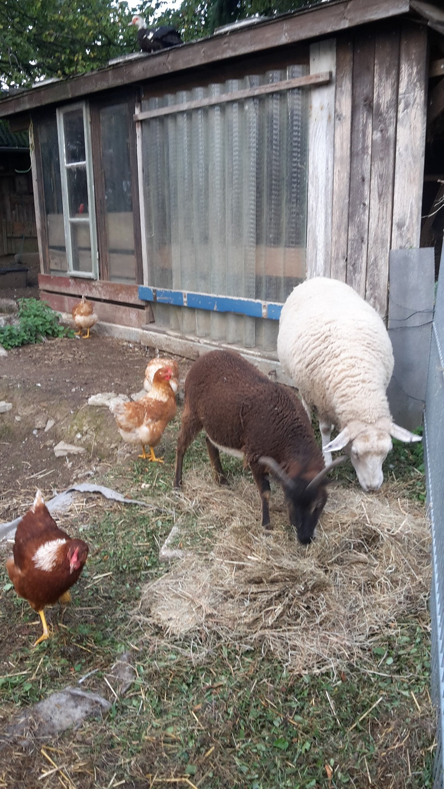 Tagesmutter Kindertagespflege Little Kids Ranch – Bild 2