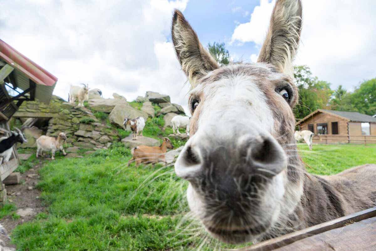 Wildpark Schmidt – Bild 2