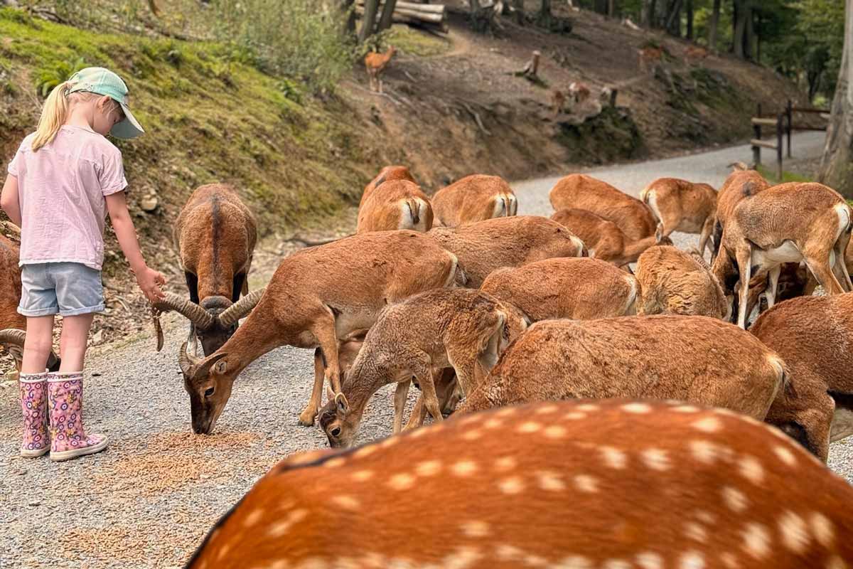 Wildpark Schmidt – Bild 5