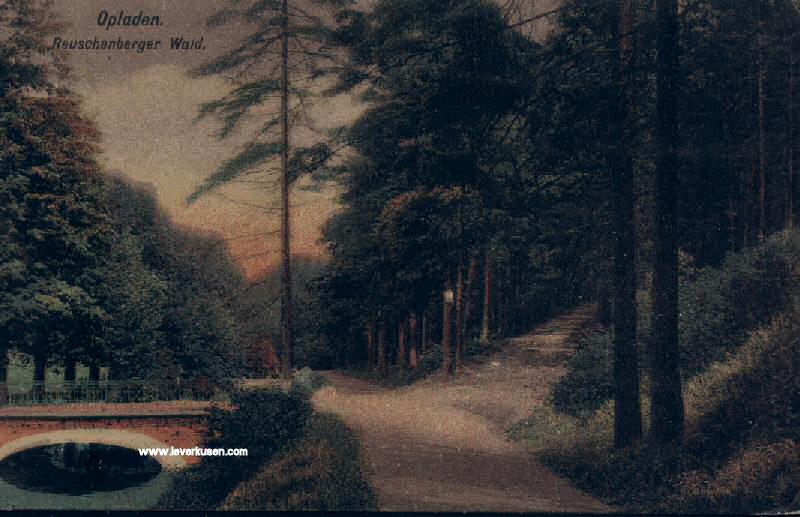 Reuschenberger Wald – Bild 3