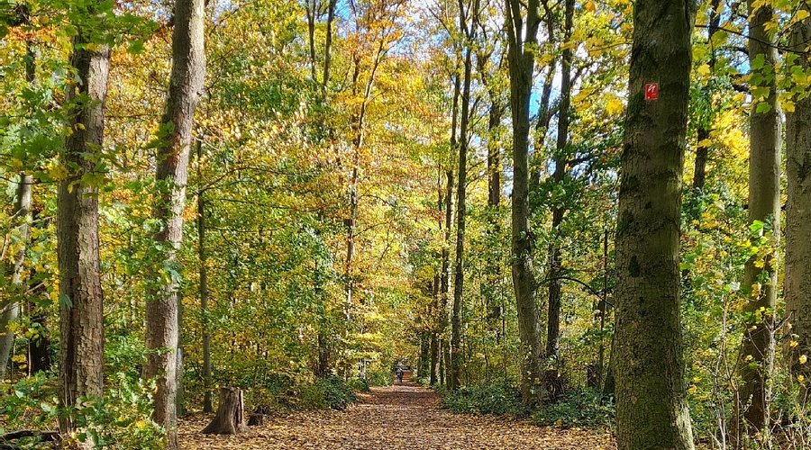 Reuschenberger Wald – Bild 5