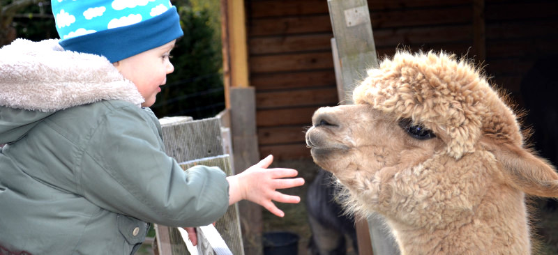 Tierhof am Eichenwäldchen (Alpaka-Hof) – Bild 2