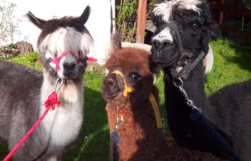 Tierhof am Eichenwäldchen (Alpaka-Hof) – Bild 3