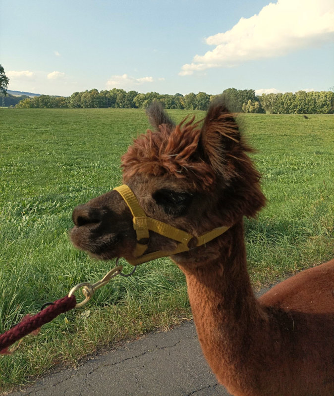 Tierhof am Eichenwäldchen (Alpaka-Hof) – Bild 5