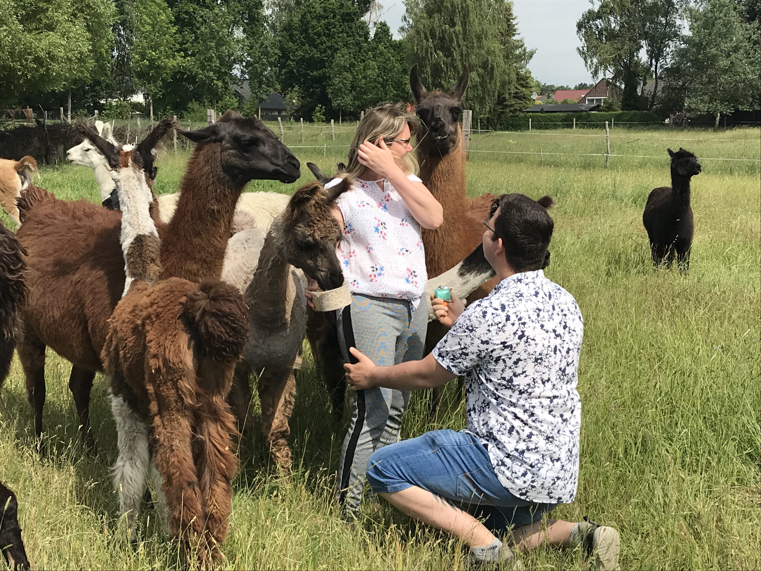 Tierhof am Eichenwäldchen (Alpaka-Hof) – Bild 6
