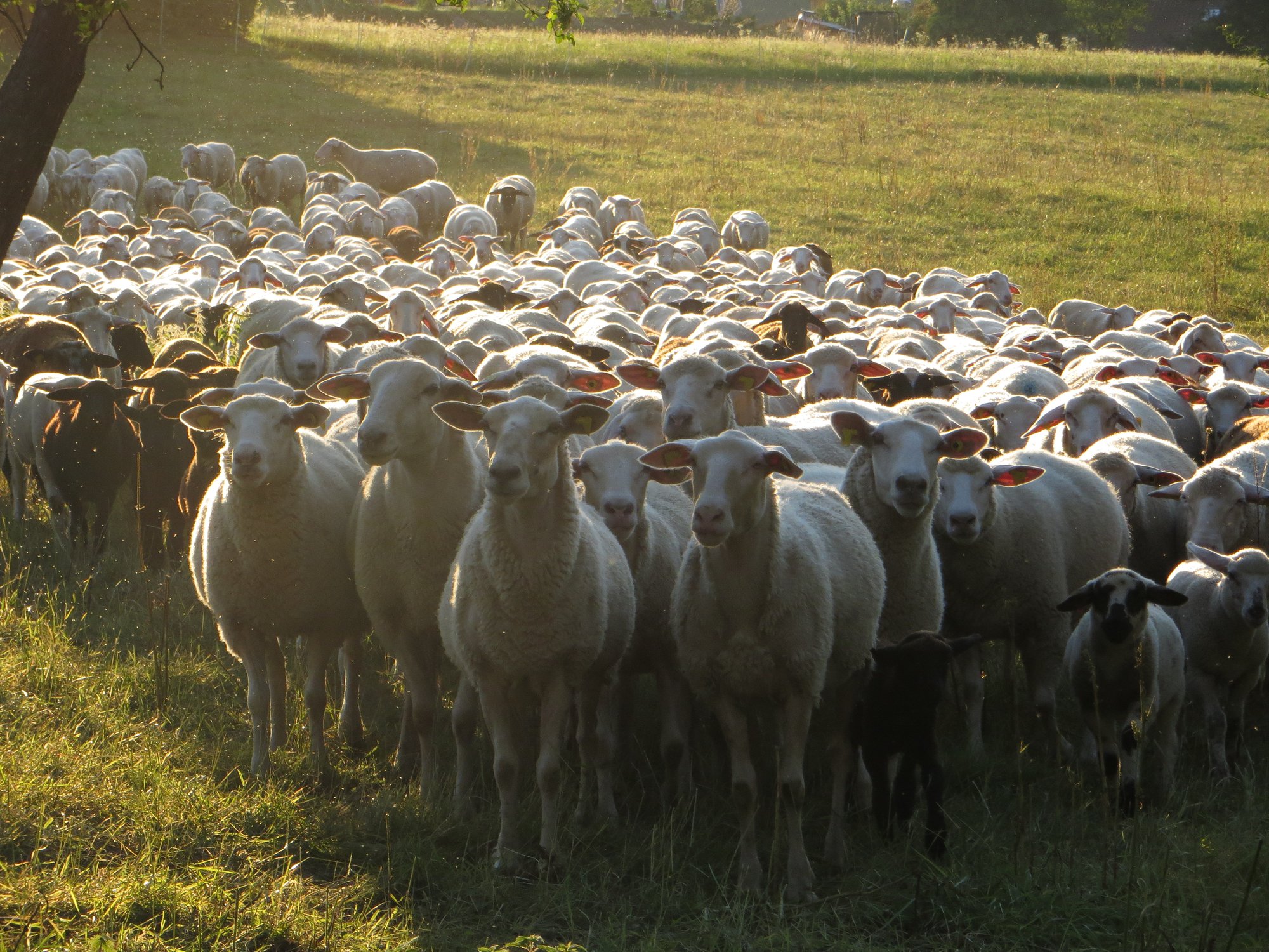 Hofladen Schäferei-Ponyhof-Bitterer – Bild 2