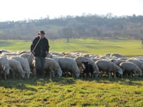 Hofladen Schäferei-Ponyhof-Bitterer – Bild 3