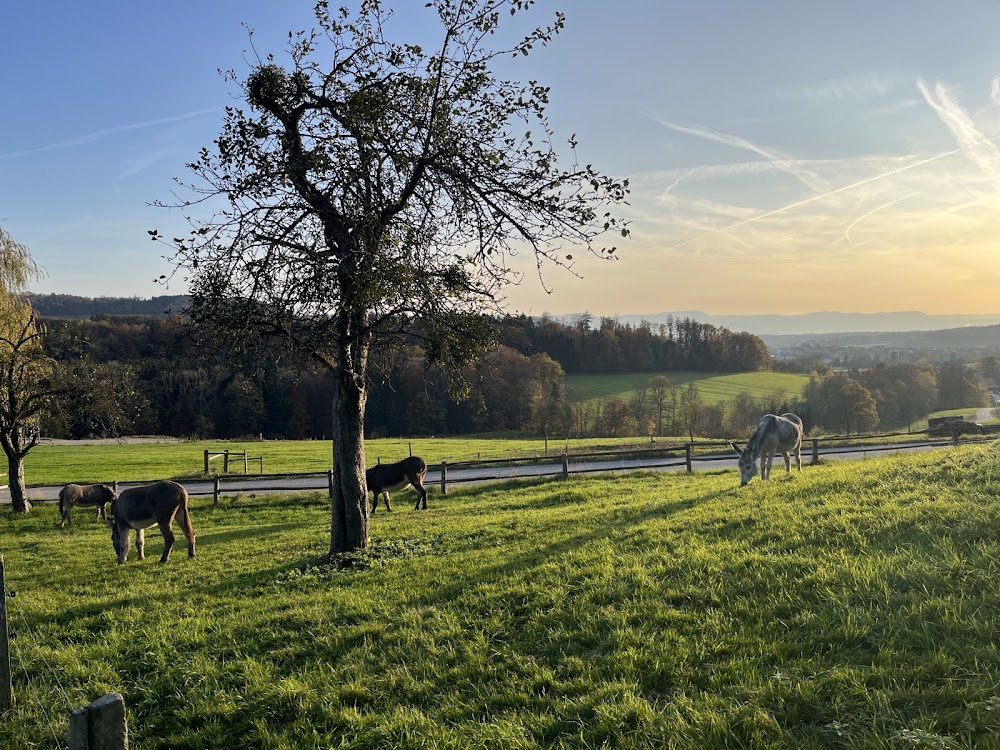 Strudelhof – Bild 6