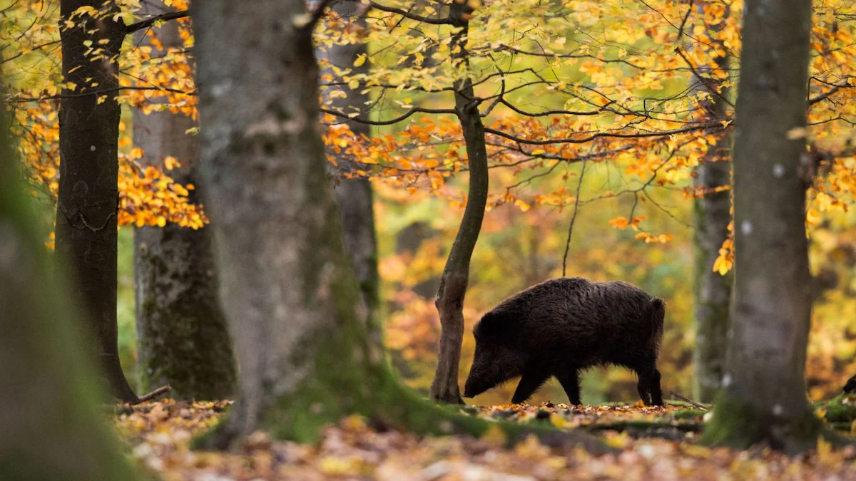 Zahme Wildschweine – Bild 2