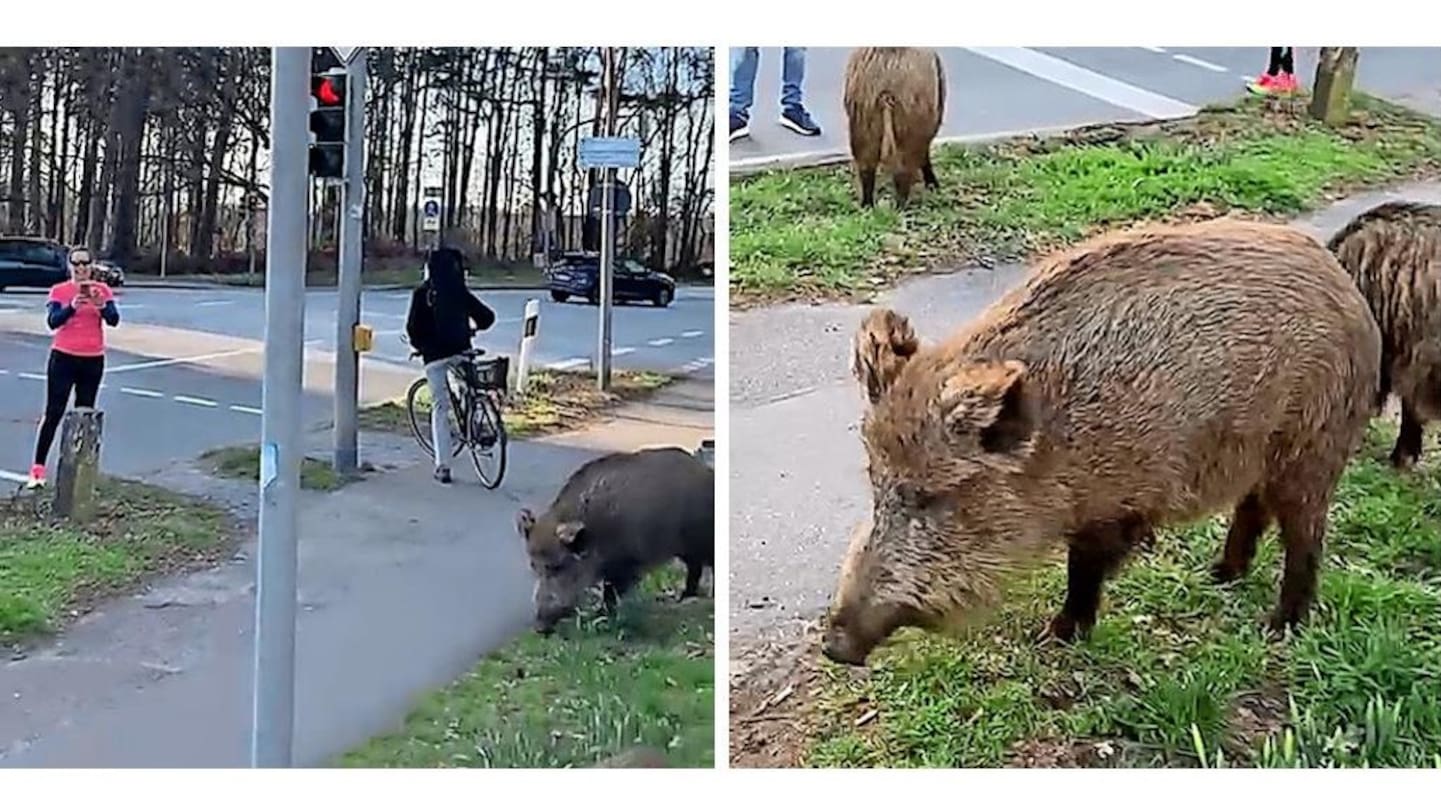 Zahme Wildschweine – Bild 3