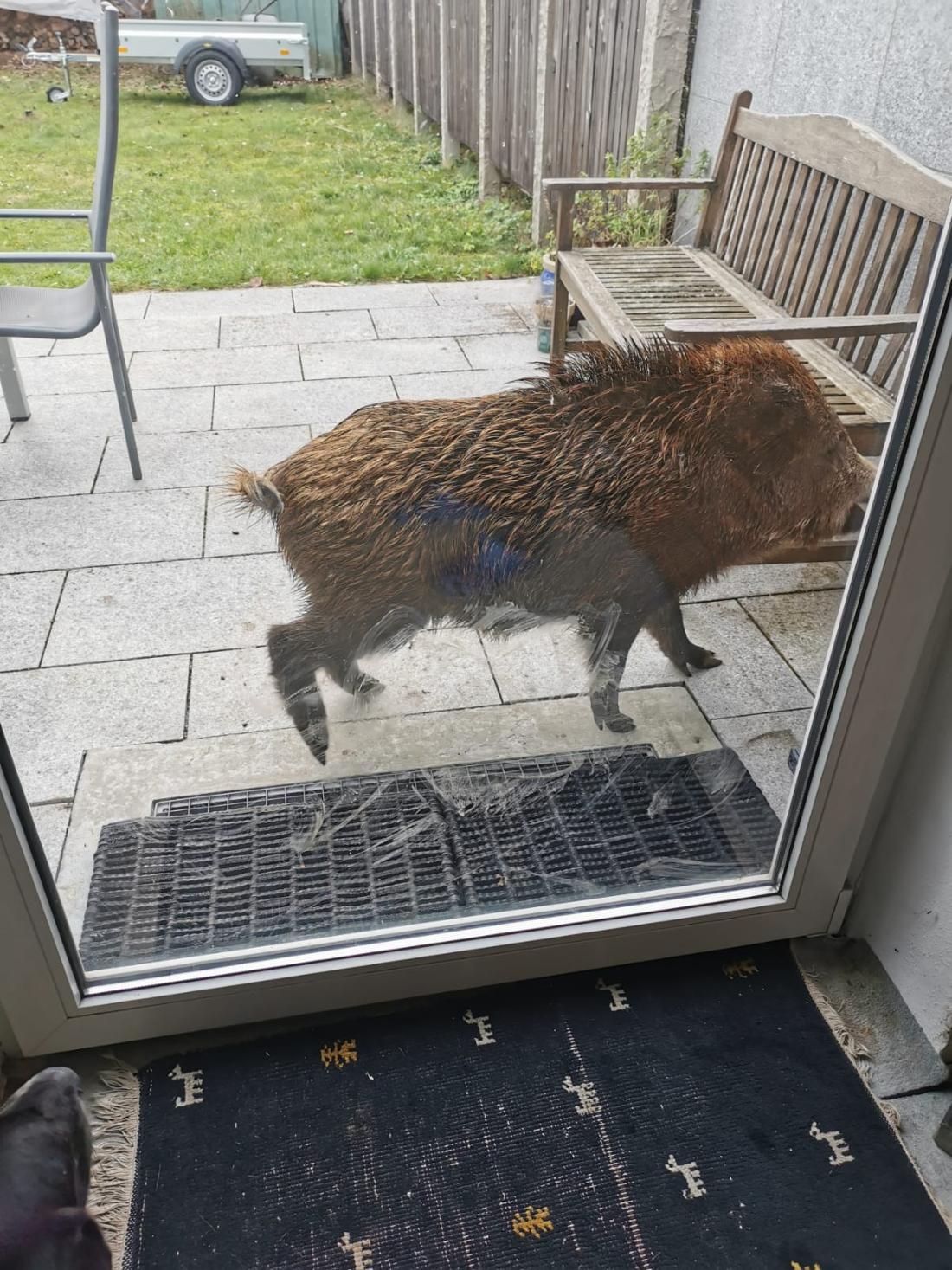 Zahme Wildschweine – Bild 4