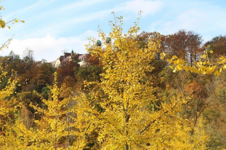 Ginkgogarten Vilshofen – Bild 1