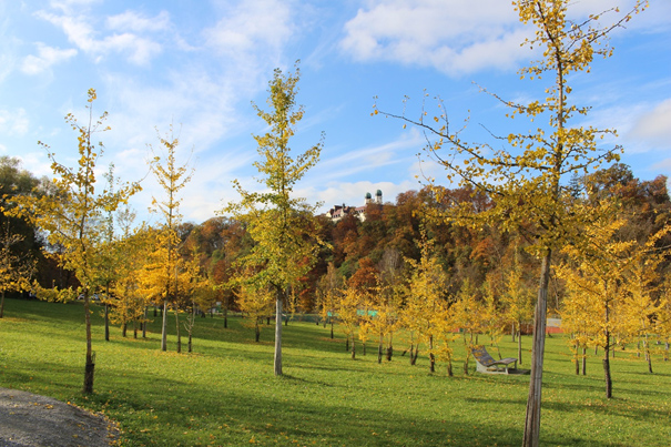 Ginkgogarten Vilshofen – Bild 4
