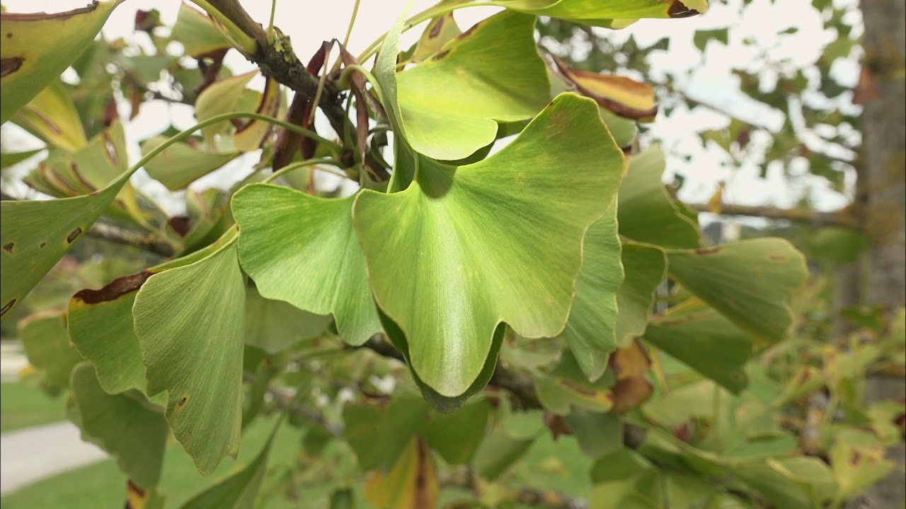Ginkgogarten Vilshofen – Bild 5