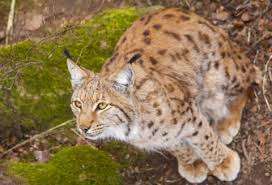 Parc du Gué – Bild 5