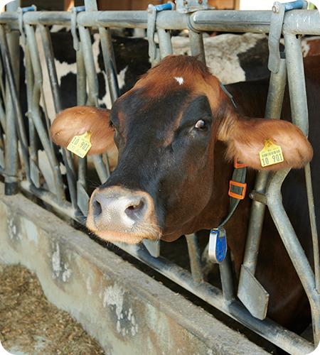 Löw's Milchtankstelle – Bild 4