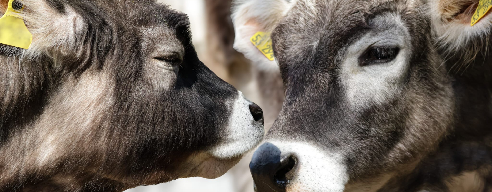 Luisenpark Bauernhof – Bild 3