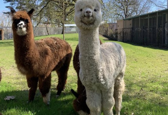 Luisenpark Bauernhof – Bild 5