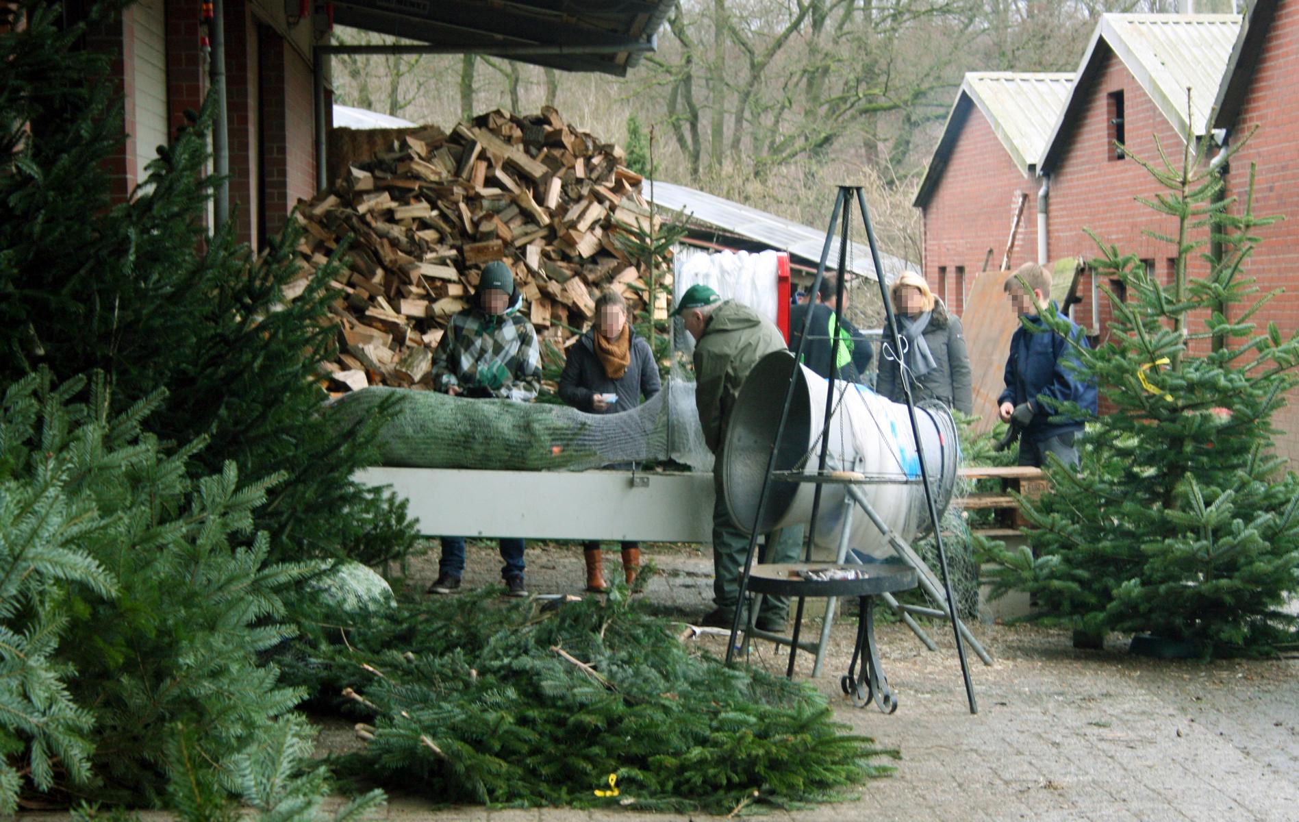Weihnachtsbäume / Kaminholz Hof Börgen – Bild 2