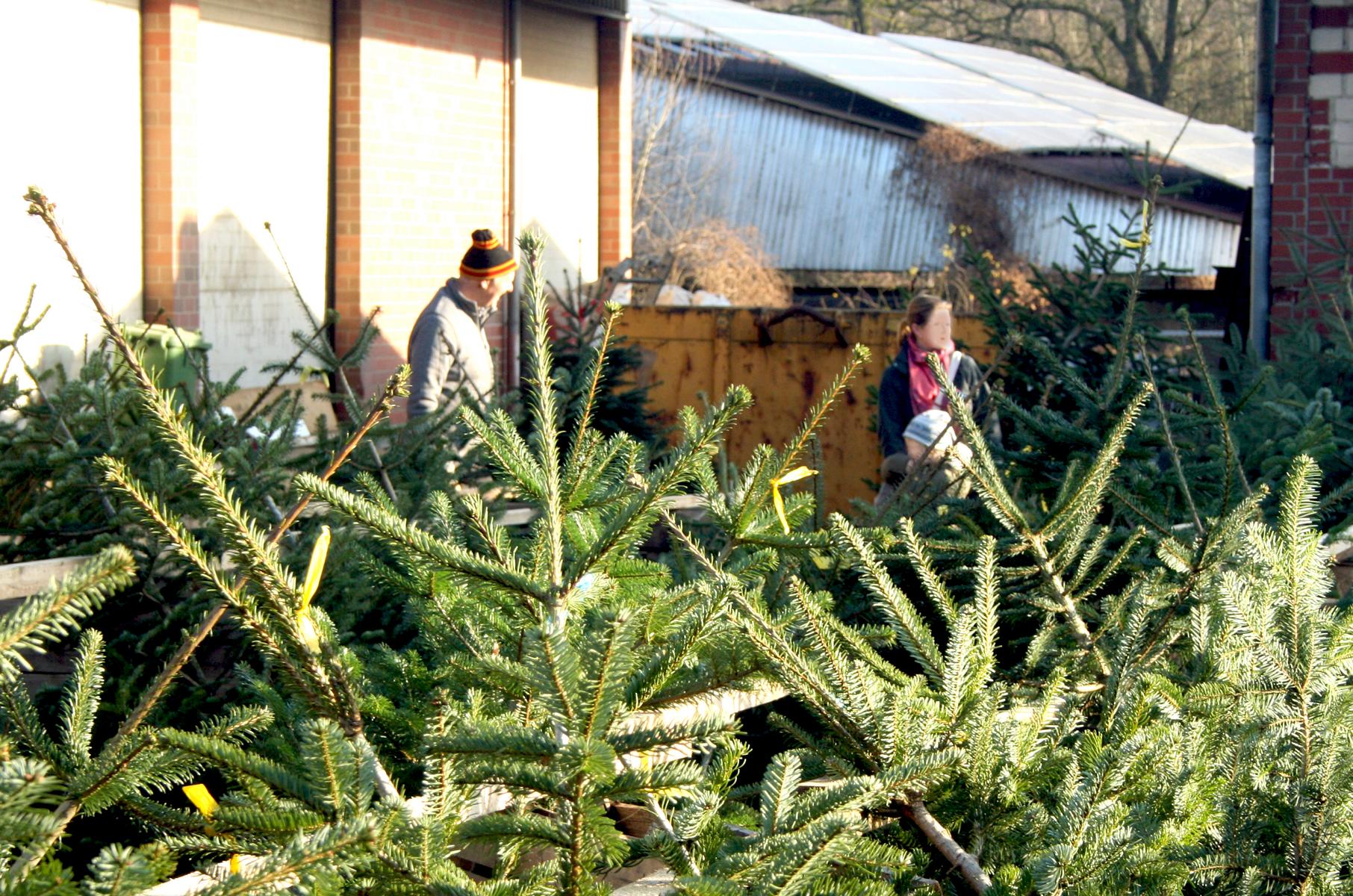 Weihnachtsbäume / Kaminholz Hof Börgen – Bild 3