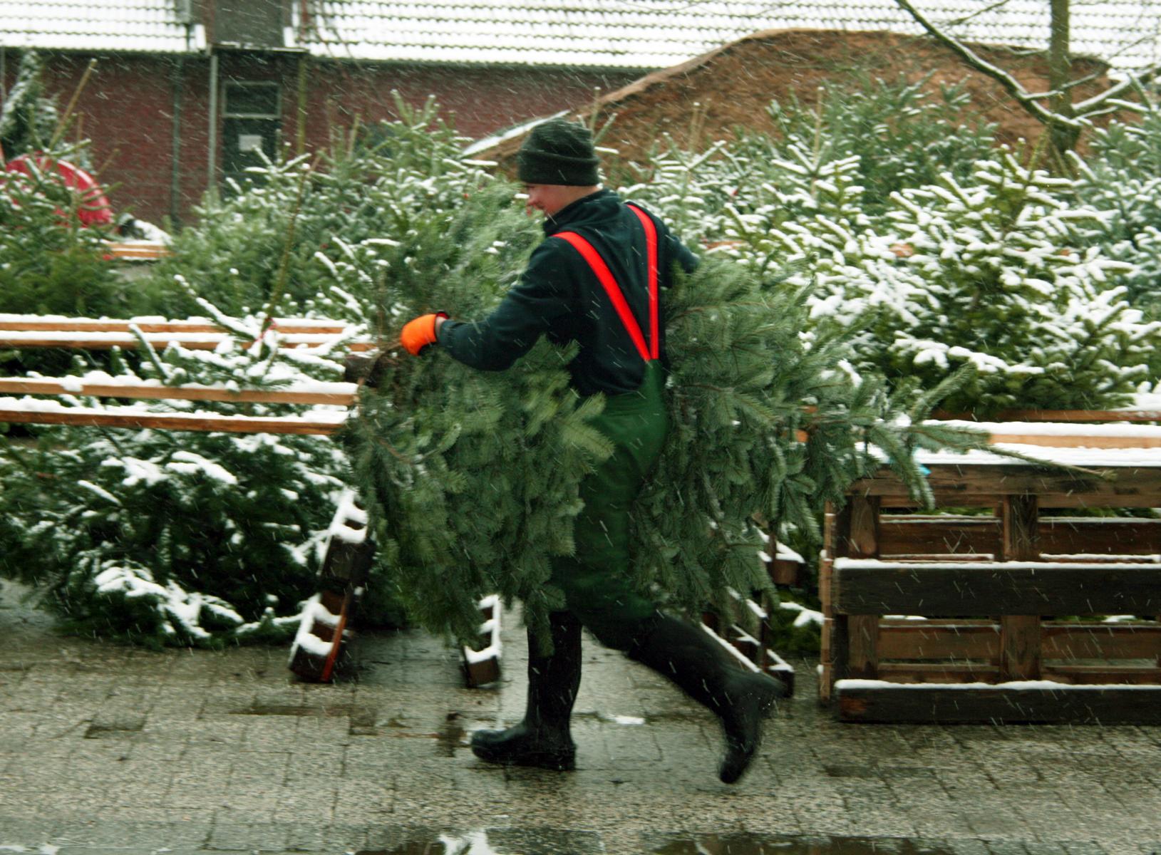 Weihnachtsbäume / Kaminholz Hof Börgen – Bild 6