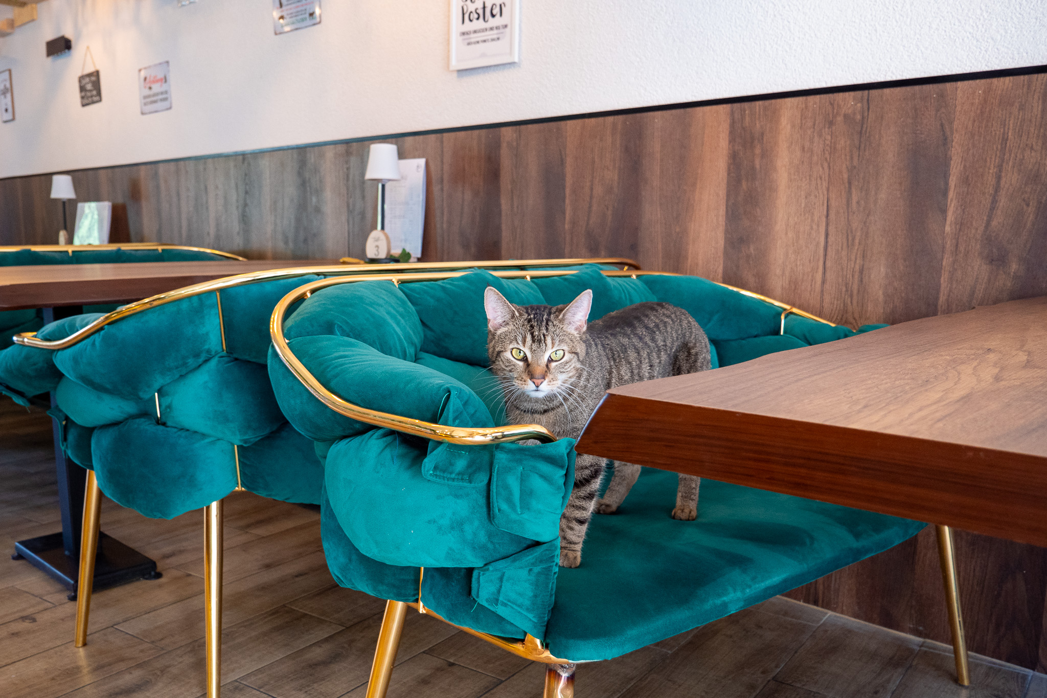 Café Katzenwald – Bild 3