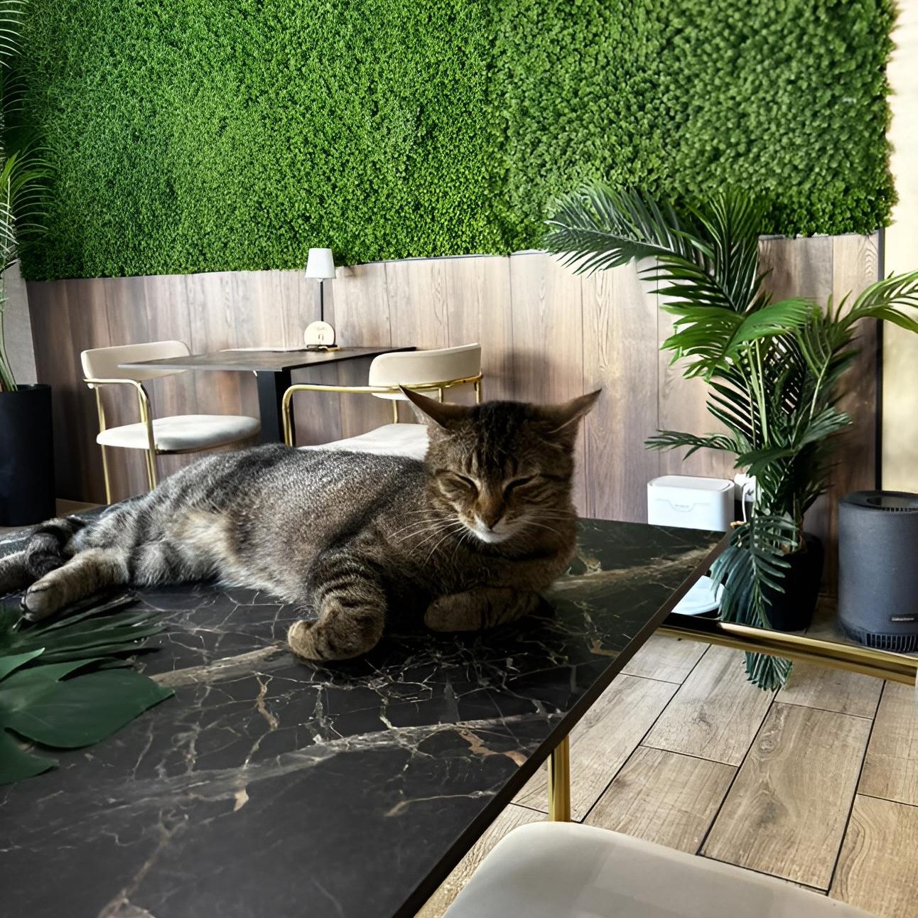 Café Katzenwald – Bild 4