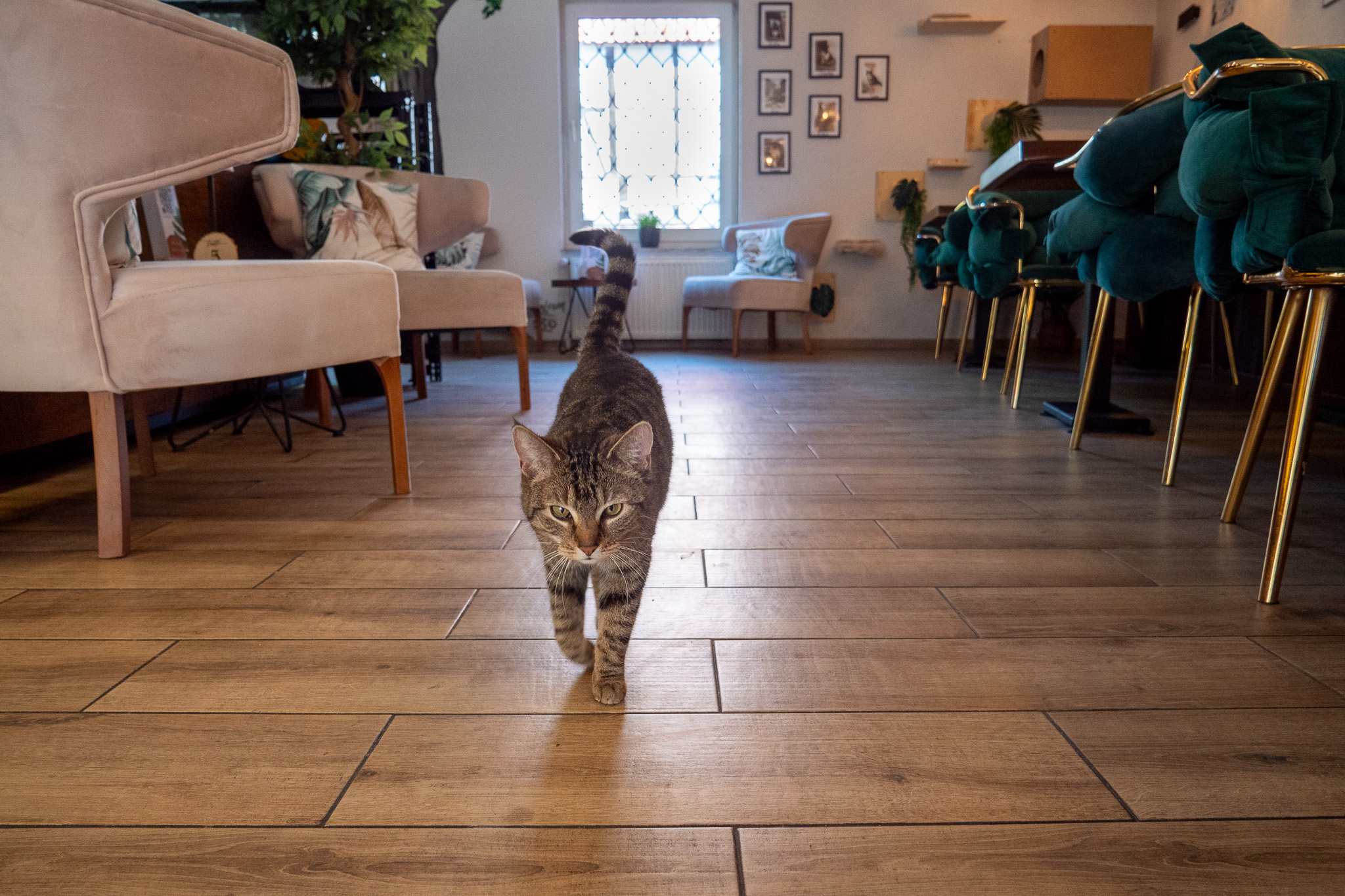 Café Katzenwald – Bild 5