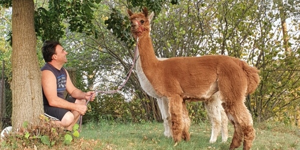 Alpaka Ranch Ruhner Berge – Bild 2