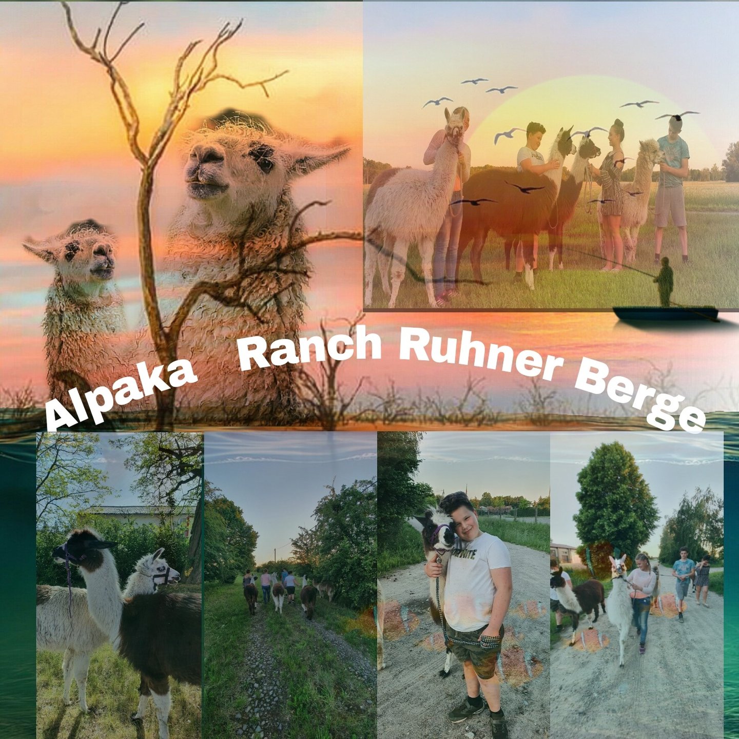 Alpaka Ranch Ruhner Berge – Bild 4