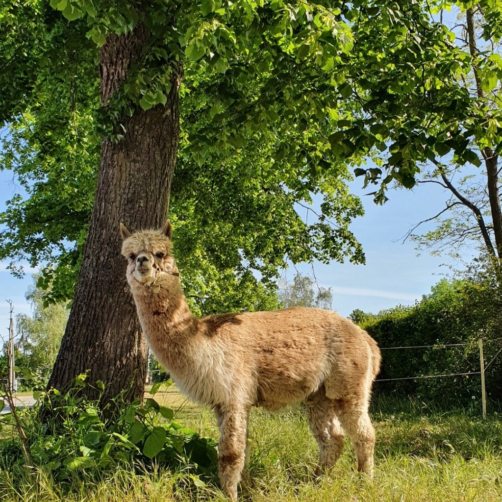 Alpaka Ranch Ruhner Berge – Bild 5