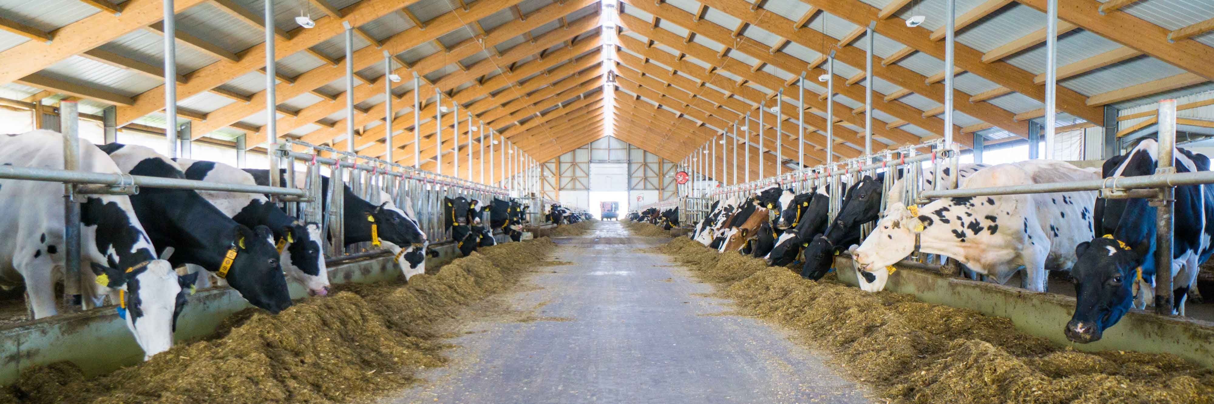 Rinderzucht Augustin KG – Bild 3