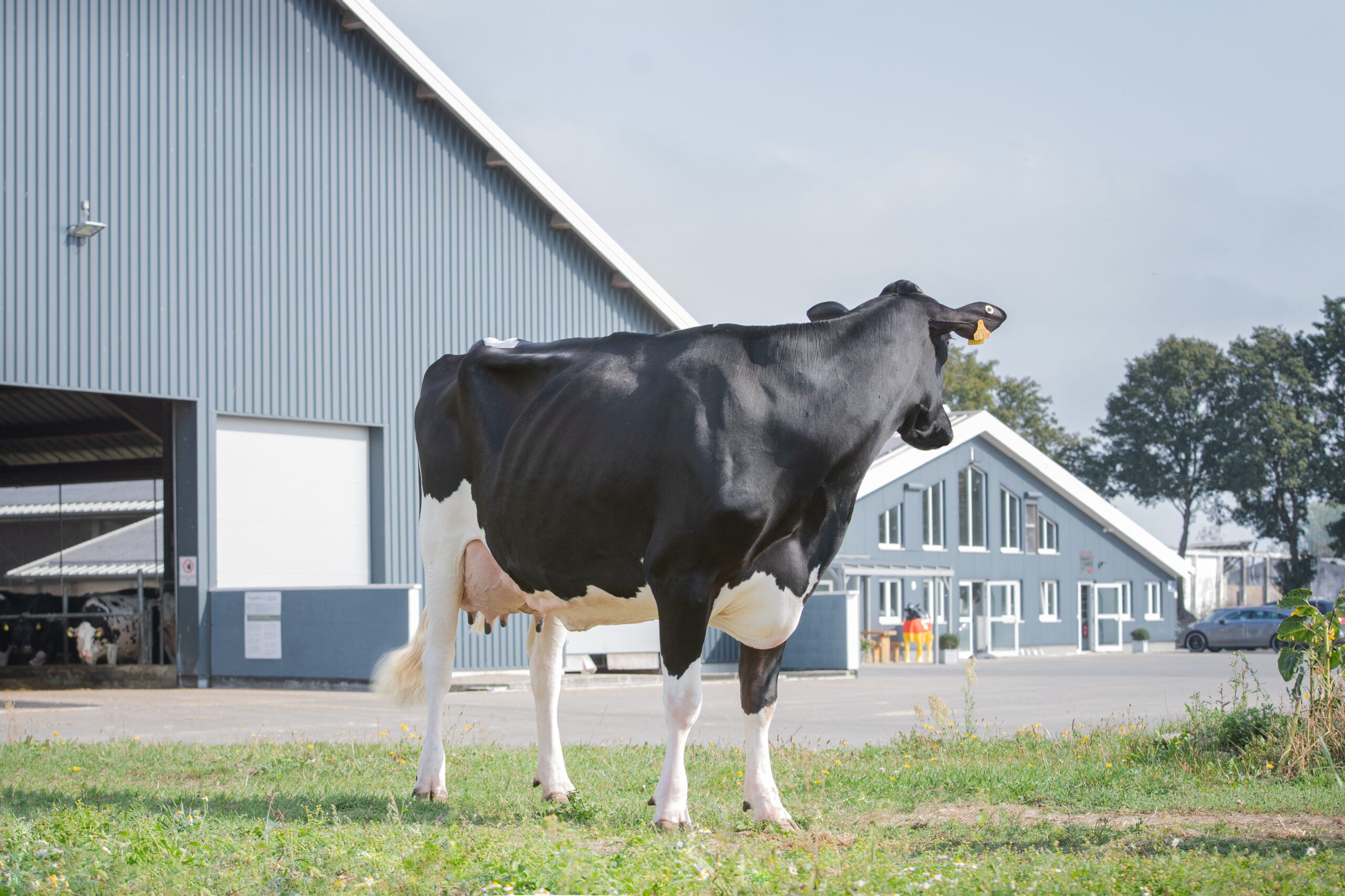 Rinderzucht Augustin KG – Bild 5