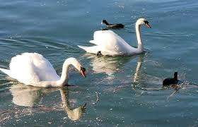 Parc du closillon – Bild 6