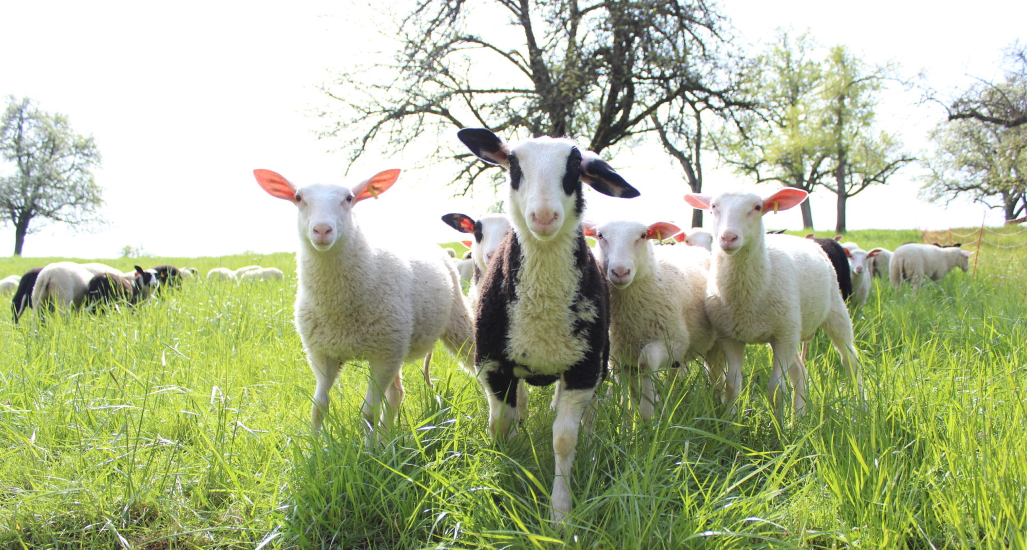 Schafhof Jauernik – Bild 1