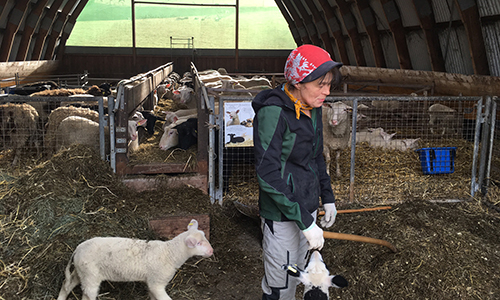 Schafhof Jauernik – Bild 2