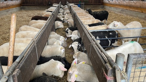 Schafhof Jauernik – Bild 3