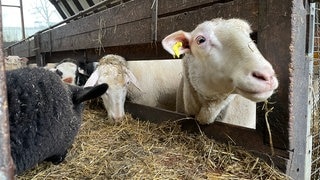 Schafhof Jauernik – Bild 4