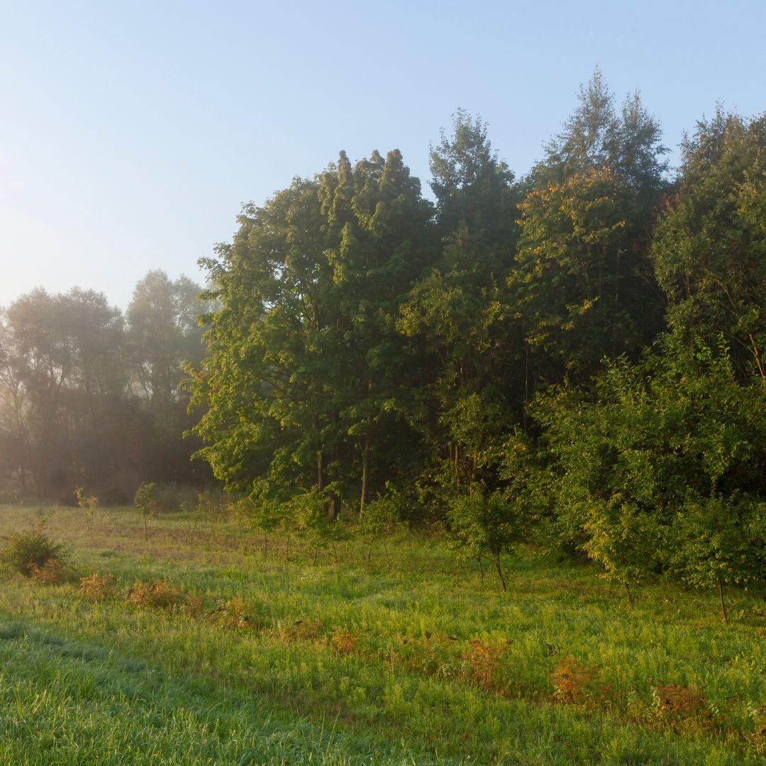 Harzer Bauernhof – Bild 6