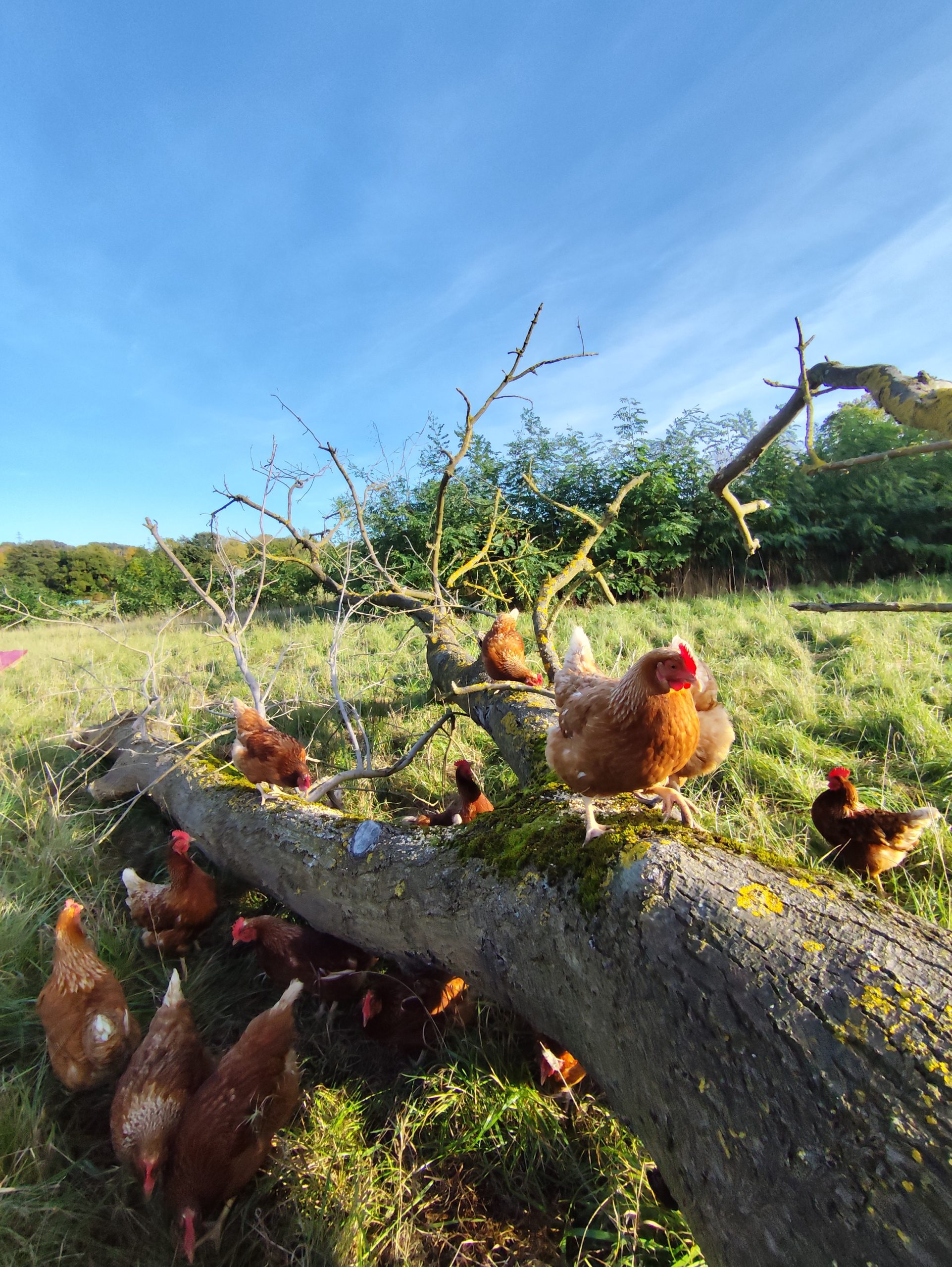 Ponyschule und Bauernhofpädagogik Hof Flagmeier – Bild 6