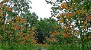 Lily Park – Bild 3